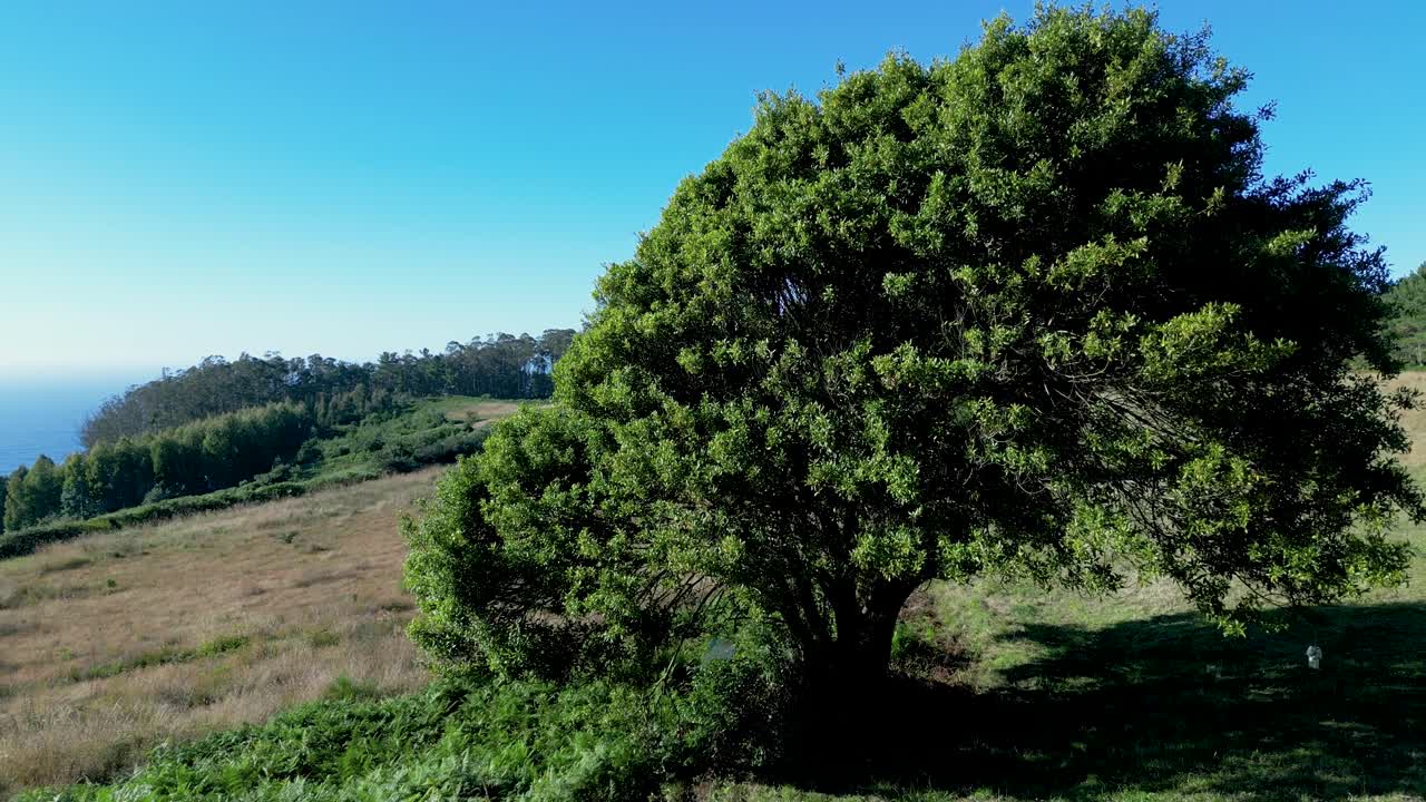 Avvicinandosi a un albero frondoso e solitario sulle colline durante una mattinata soleggiata.