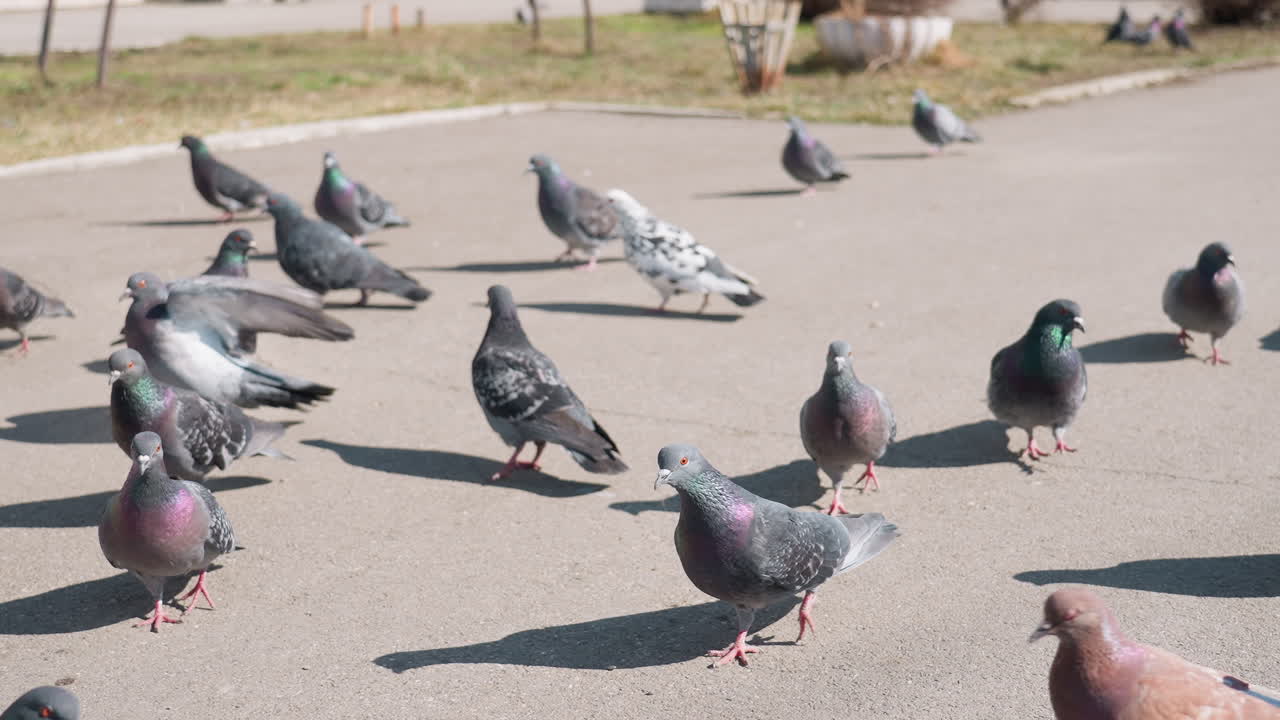 Group of pigeons on paved ground in outdoor urban area, some standing while others flap wings in motion, with sunlight casting shadows and blurred background of grass and distant birds