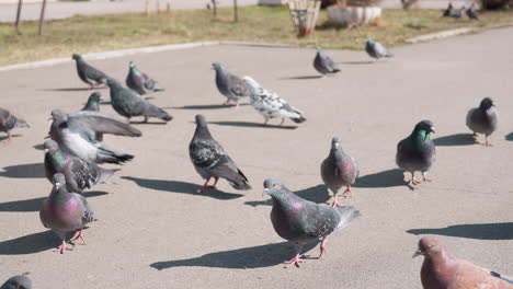 group of pigeons on paved ground in outdoor urban area, some standing while others flap wings in motion, with sunlight casting shadows and blurred background of grass and distant birds