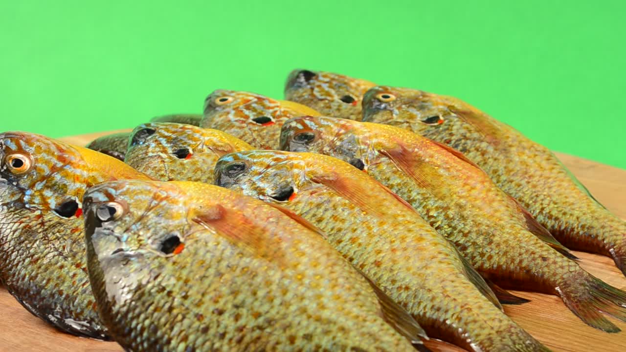 Pesce Flier. Centrarchus macropterus. Lepomis gibbosus. Ripresa in movimento