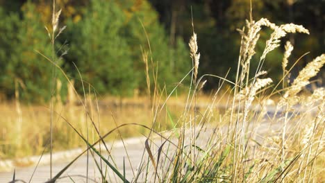 caucasian male exploring nordic seaside forest, wooden pathway, man walking alone in the coastal pine forest, sunny day, healthy activity concept, dry grass in foreground, medium shot