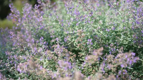 Exquisitos-Primeros-Planos-De-Fragantes-Flores-De-Lavanda-En-Un-Jardín-Bañado-Por-El-Sol,-Con-Abejas-Ocupadas-En-Vuelo-Mientras-Recolectan-Néctar.