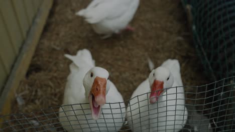 Aggressive-Domestic-Goose-Yelling-Inside-The-Farm-In-Coaticook,-Quebec-Canada,-High-Angle-Shot