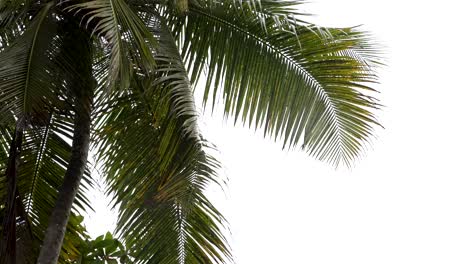 hojas de palma verdes y exuberantes brillando con gotas de lluvia contra un fondo blanco, evocando una lluvia tropical