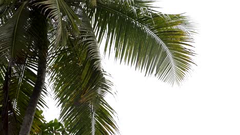 lush green palm leaves glistening with raindrops against a white background, evoking a tropical downpour