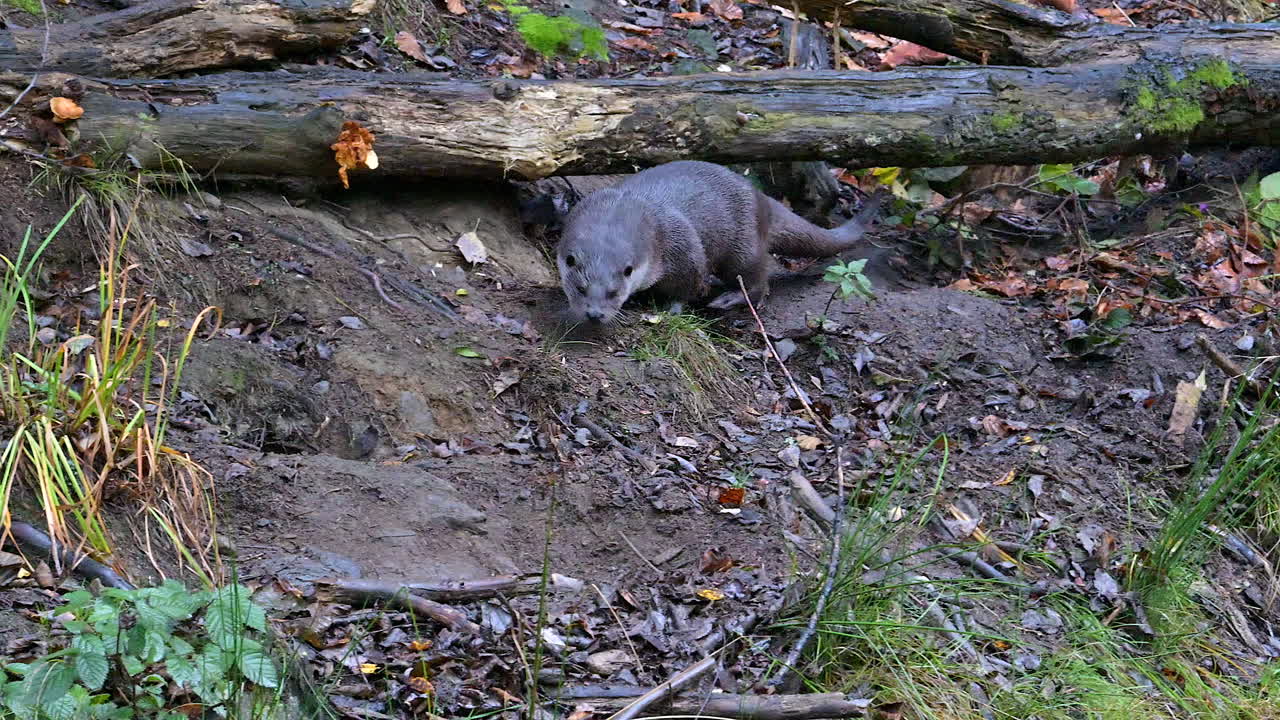 Eurasian otter (Lutra lutra) crawling under a fallen tree on riverbank, slowmotion