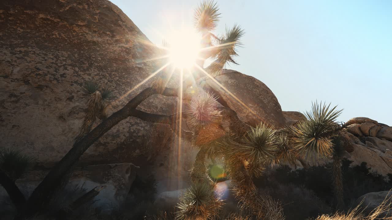 Time-lapse do nascer do sol no deserto no Parque Nacional Joshua Tree