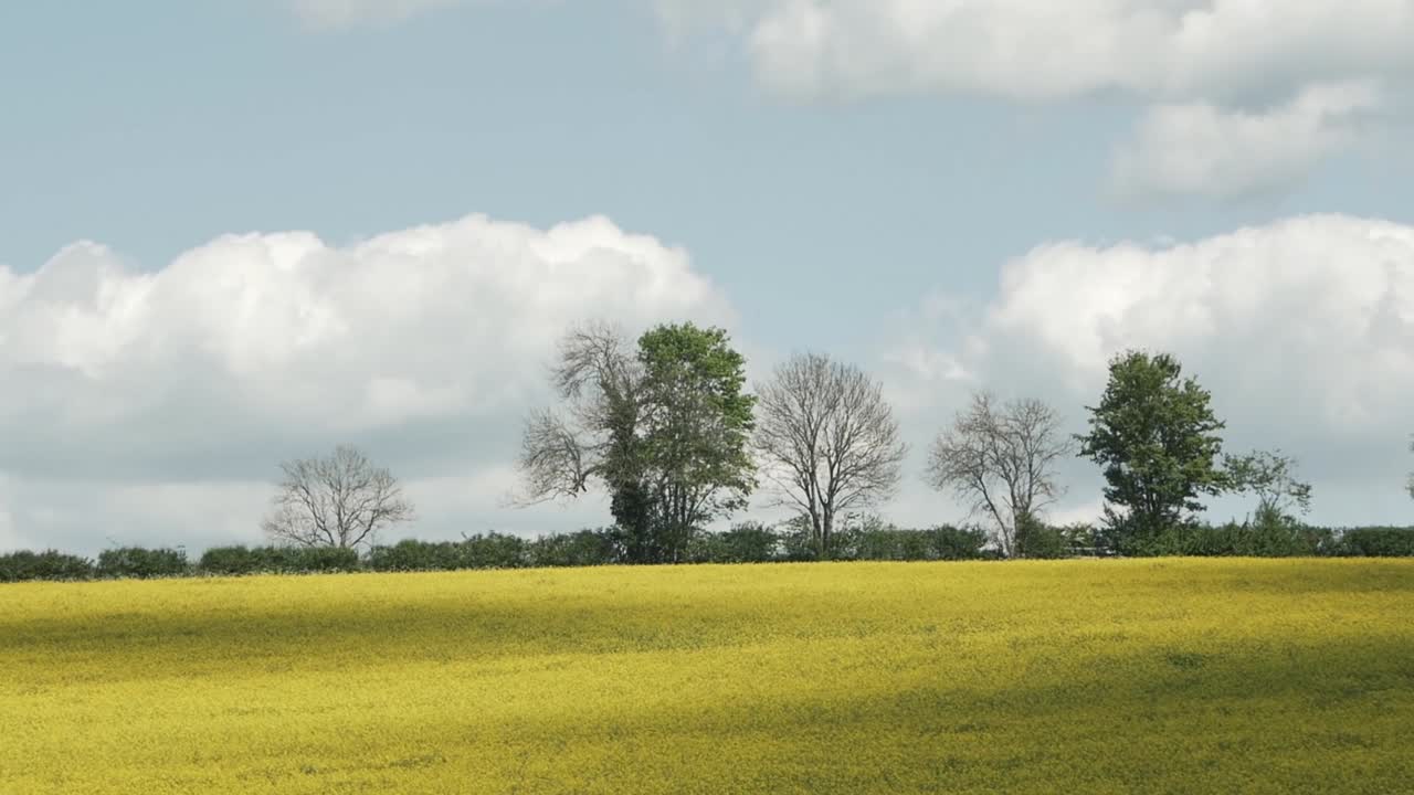 A far away handheld shot of a yellow field. This has clouds moving over top to cast shadow