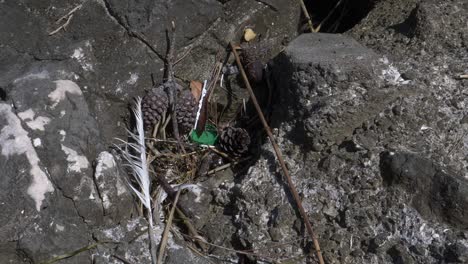 green plastic bottle cap on the ground with fallen pine cones. plastic polluting the earth. rubbish in nature.