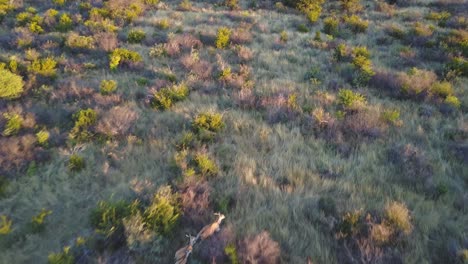 aerial chase of antelope herd running through bush land at sunset in botswana
