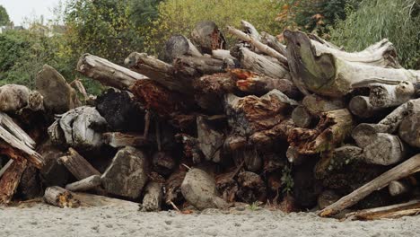 Stack of cut logs on kitsilano beach
