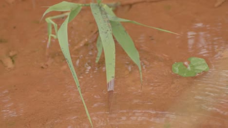 Stream-with-rust-coloured-water