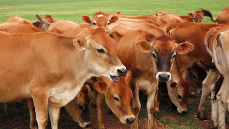 Dairy-farming-with-Jersey-cows