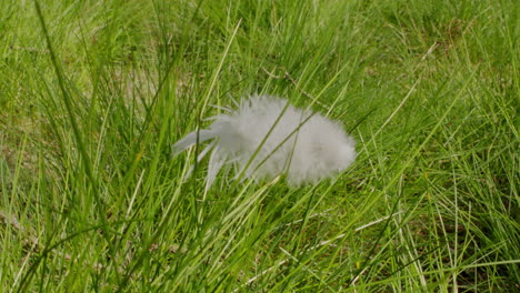 Primer-Plano-De-Un-Palo-De-Plumas-De-Pájaro-Blanco-Entre-La-Hierba