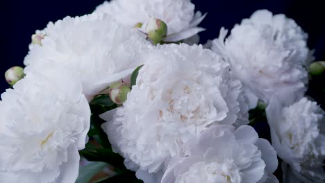 White-peonies-in-studio-closeup-sliding-rotating-display