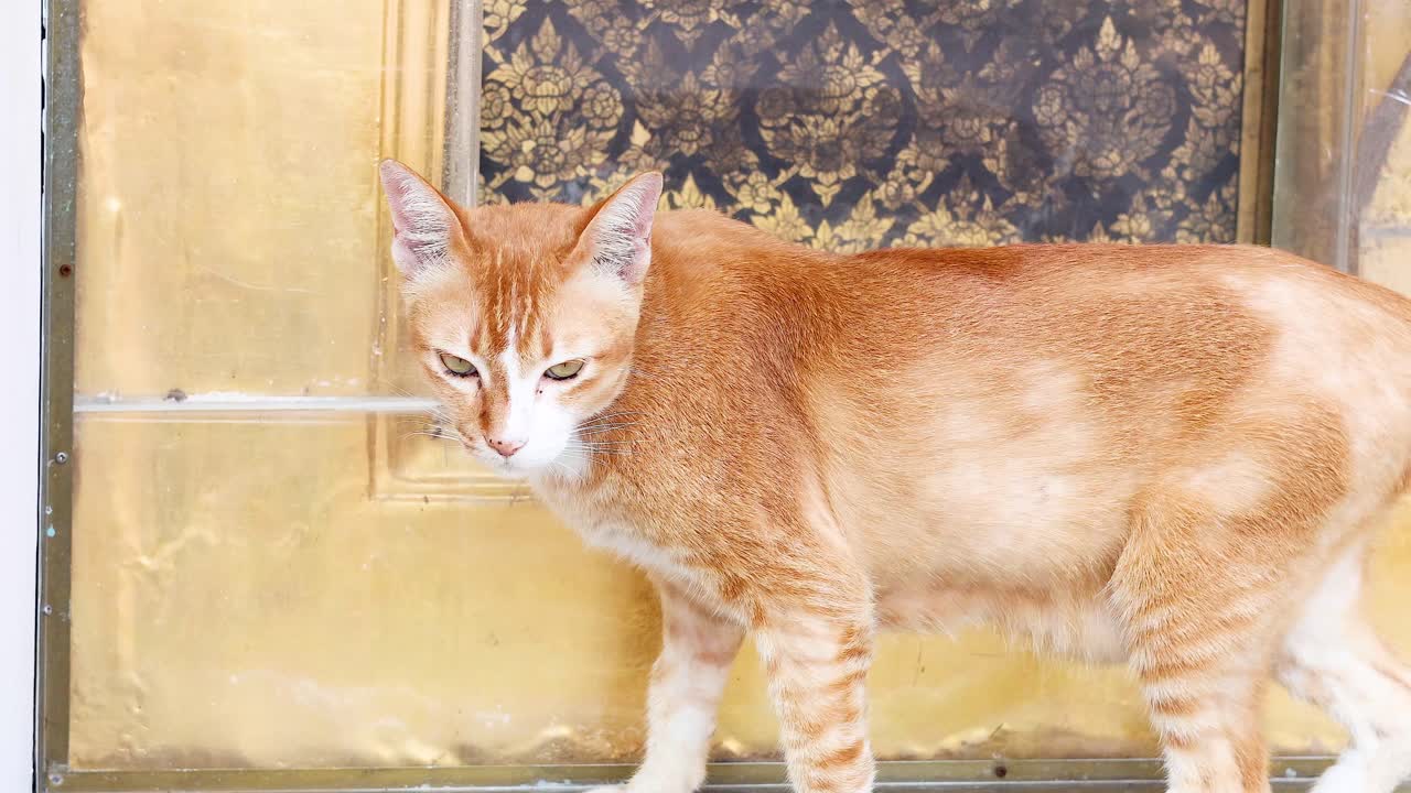 興味深い猫が寺院の周辺を調査する