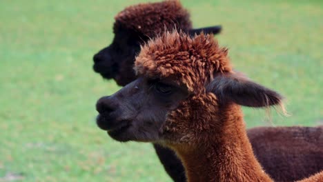 4k-Uhd-Aufnahmen-Von-Alpaka---Alpakas-Und-Lama---Lamas-In-Natürlicher-Umgebung