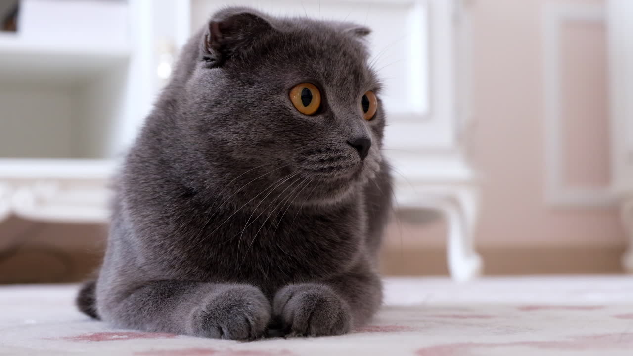 Close up of a grey Scottish Fold cat with orange eyes lying on the carpet