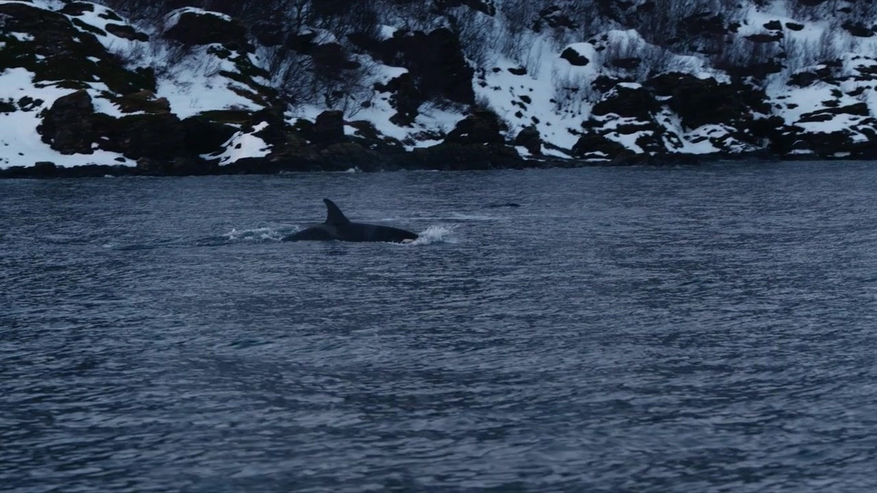 Stado orek pływa przez arktyczny fiord wzdłuż zaśnieżonego wybrzeża Norwegii zimą