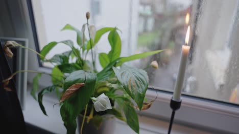 lit candle and a peace lily by a window on a rainy day