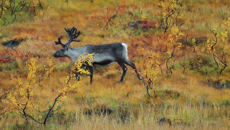 a lone reindeer walks slowly in the autumn tundra landscape