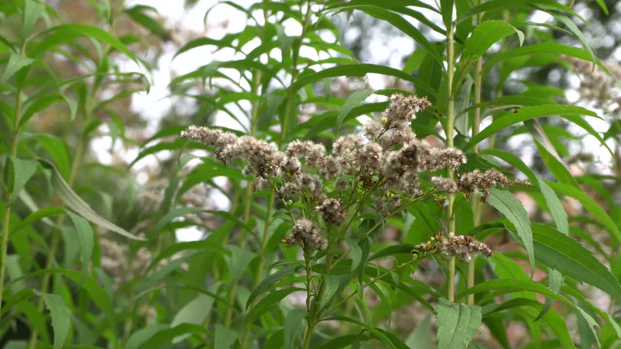 puedes ver hermosas flores que crean una buena perspectiva