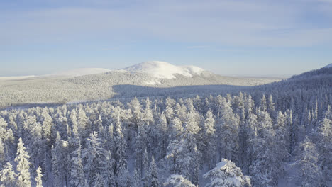 white snowy trees and blue sunny sky filmed above trees in lapland