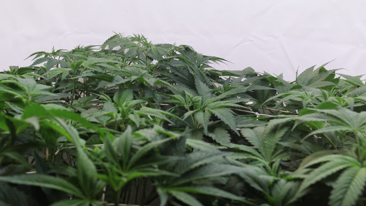 un disparo de una planta de cannabis que crece en una tienda de cultivo