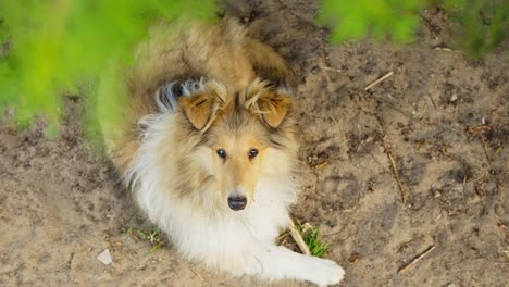 laying rough collie looking up to camera in a relaxed pose