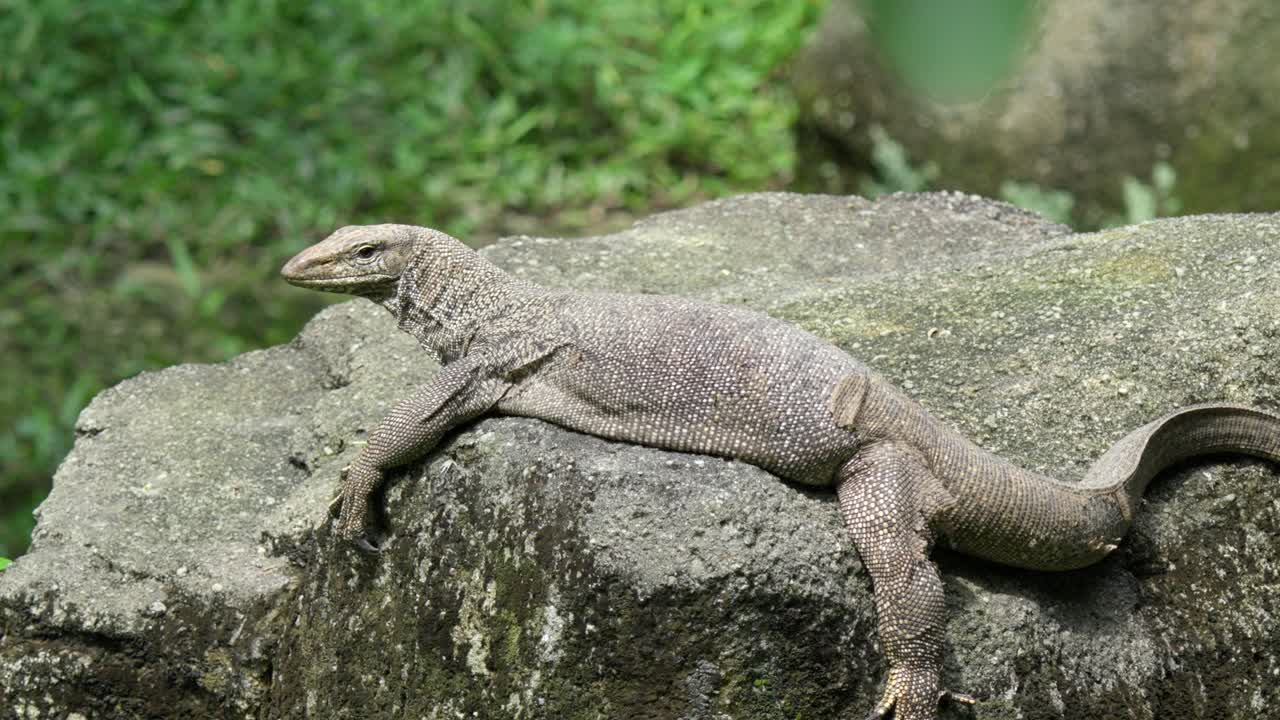 Monitor Lizard Resting On A Large Rock. Close-up Shot