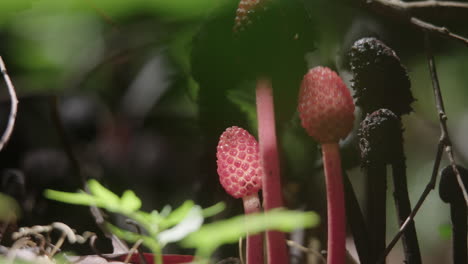 fruits growing wild in the amazonian sunshine