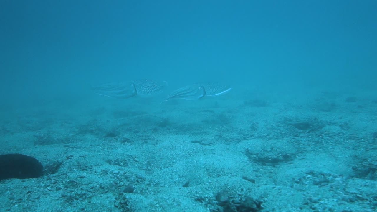 Two adult cuttlefish swim quickly over the sandy bottom of the Gulf of Thailand.
