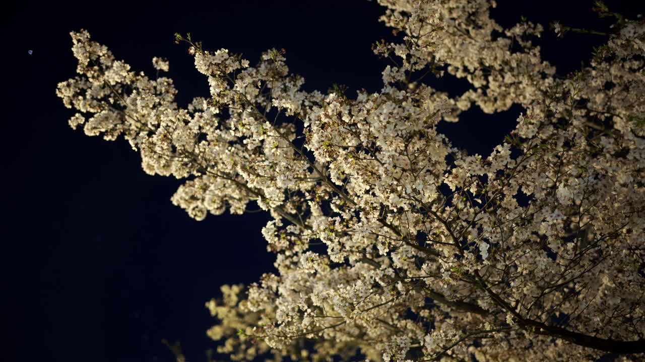 Enchanting cherry blossom trees glow under soft lights during a spring evening. The delicate flowers bloom beautifully against the dark night sky, creating a magical ambiance
