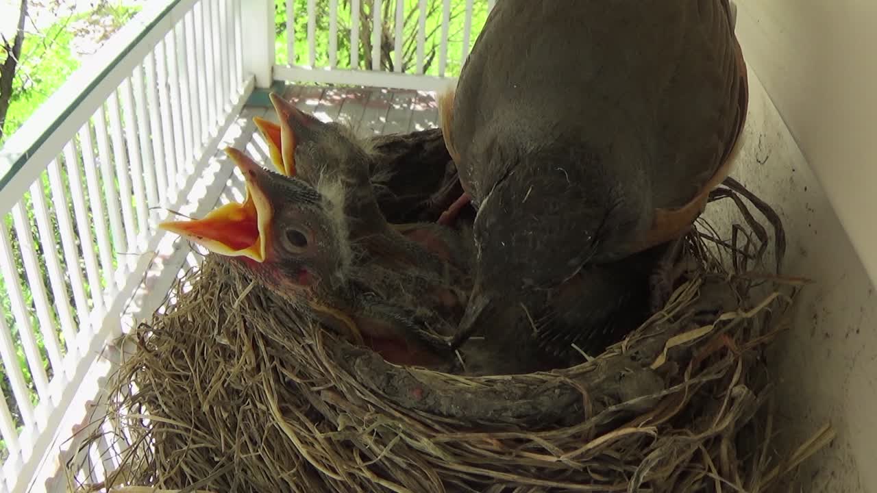 Three adorable baby Robins with beaks agape want food