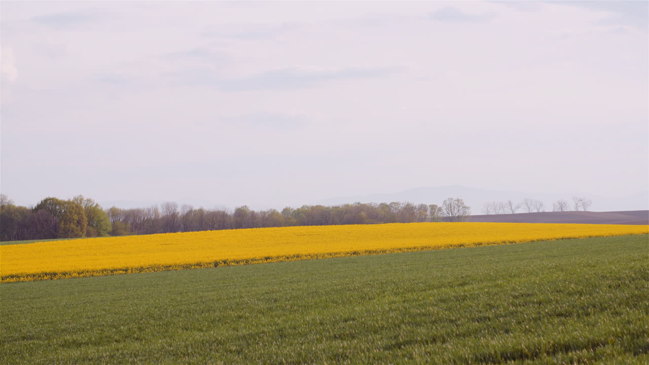Blooming Rapeseed and Wheat Field under Blue Sky