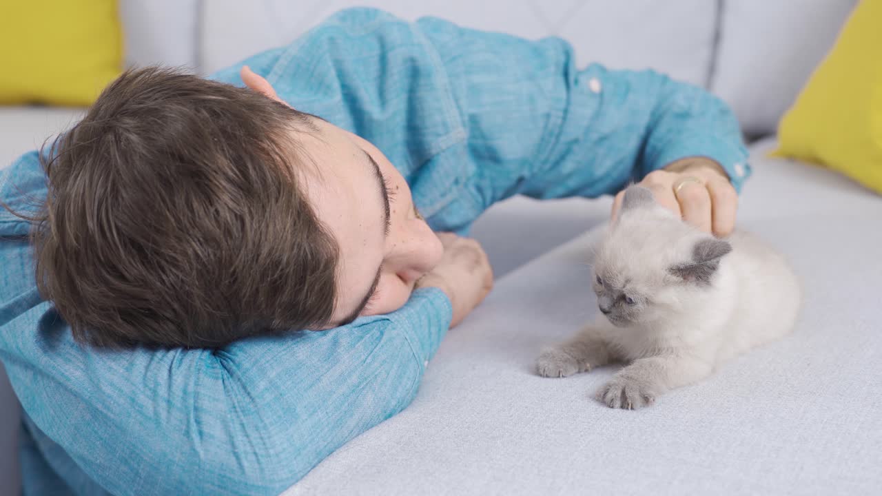 행복한 남자와 새끼 고양이 스코틀랜드 폴드 고양이