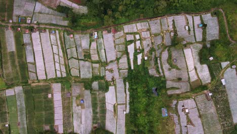 Overhead-View-Of-Rice-Fields-With-Young-Rice-Seedlings-In-The-Countryside-Of-Bali,-Indonesia