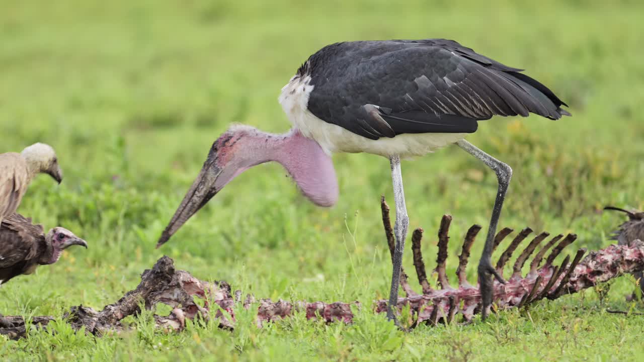 Slow Motion African Animals Fighting, Vultures and Marabou Stork Scavenging in Serengeti National Park, Large African Birds Scavengers Feeding Eating and Scavenging Bones of a Carcass