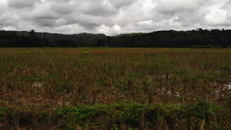 Backwards-Flyover-A-Harvested-Rice-Paddy,-Dramatic-Sky---Jungle-In-The-Background