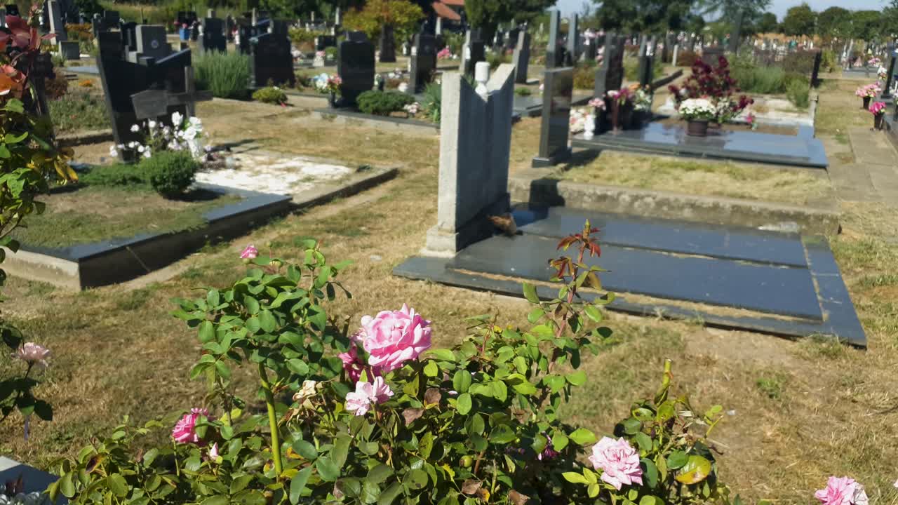 красивые розы на фоне раскрывающегося кадра кладбища с мраморными памятниками