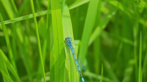 neon blue dragonfly resting on a leaf in the warm summer sunlight, lincolnshire, uk