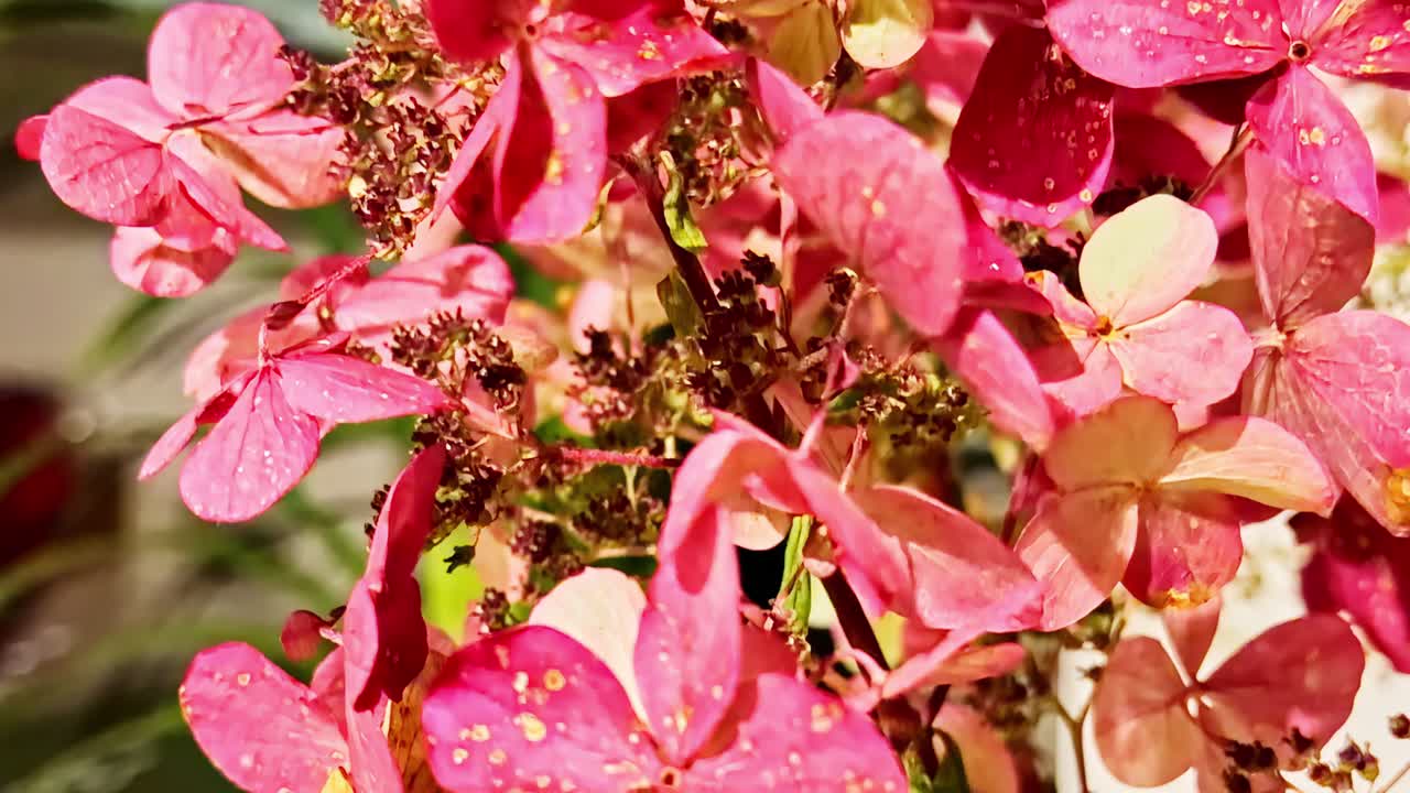 Cluster Of Delicate Bigleaf Hydrangea Flowers In Sunlight. close-up shot