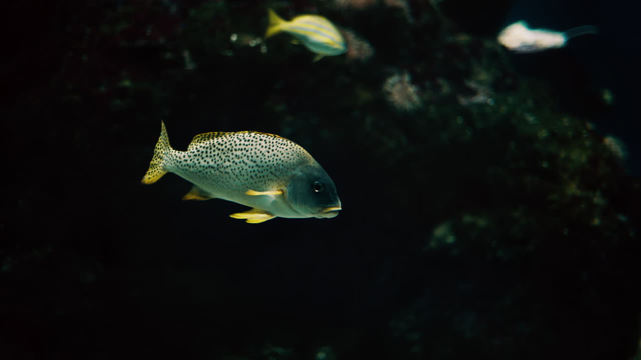 Close up of a Plectorhinchus fish swimming near coral reefs