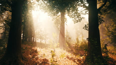 sunbeams shining through a misty forest