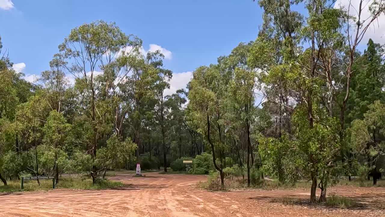 A serene dirt path winds through tall eucalyptus trees under a bright blue sky.