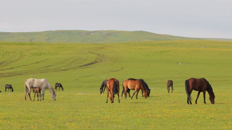 horses grazing on a green meadow in a mountain landscape.