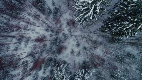 top down view over snow covered tree canopy