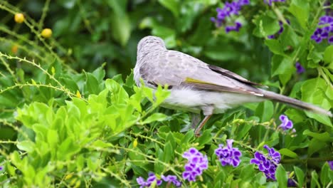 a bird flutters and feeds among purple flowers.