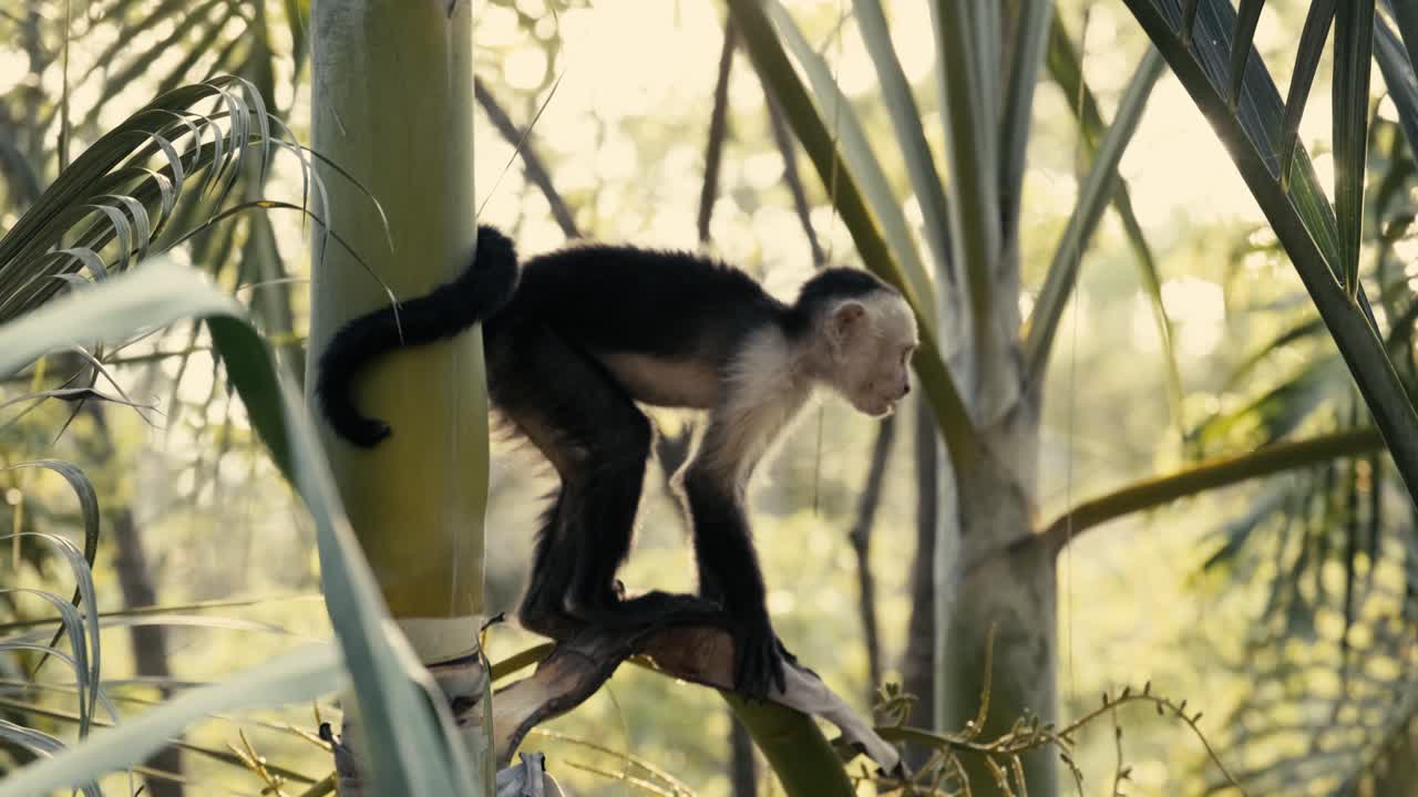 un mono trepando árboles y masticando frutas durante la puesta de sol en la jungla de costa rica