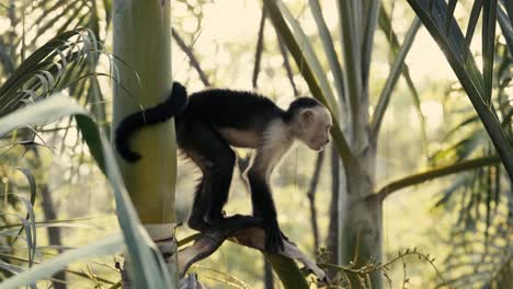 a monkey climbing trees and chewing fruits during the sunset in the jungle in costa rica